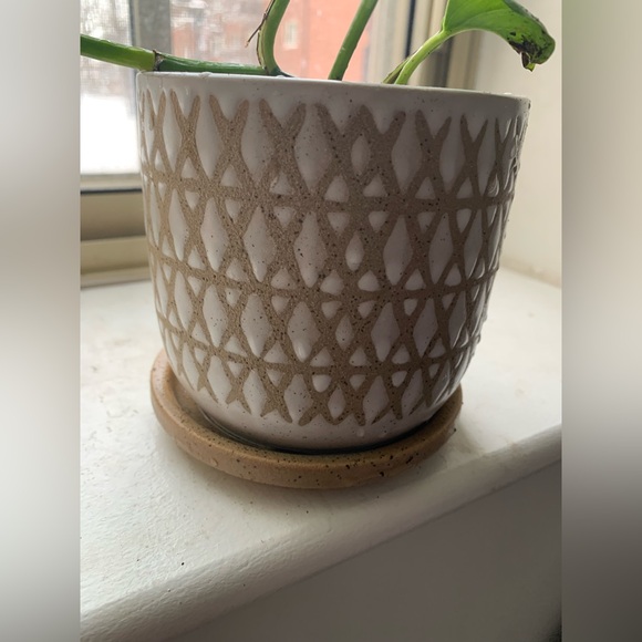 Pothos Plant - Picture 7 of 12